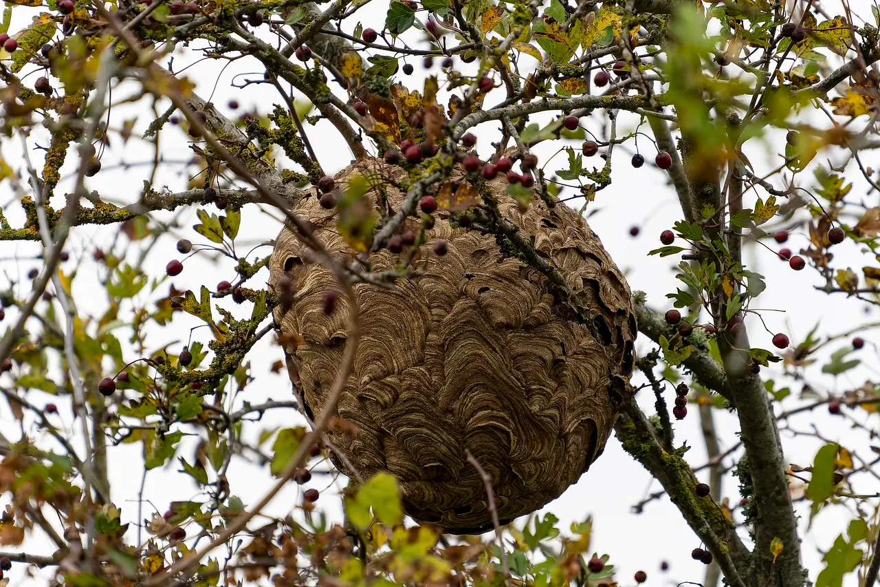 Photo d'un nid de frêlons dans un arbre